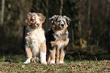 BERGER AUSTRALIEN PUPPIES 671